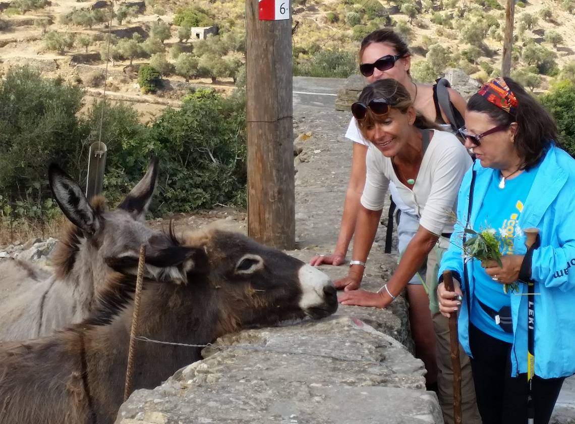 Donkeys in naxos