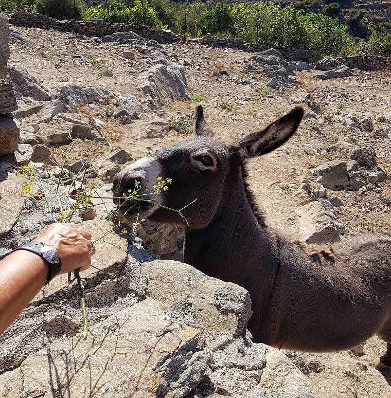 Donkey in naxos